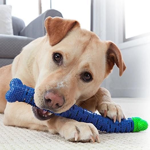 2 In 1 Chew Toy And Dental Care Stick
